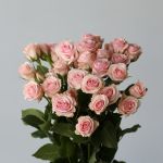 Spray Roses Star Blush (Bulk DIY)