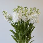 Double Stock White (Bulk DIY)
