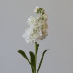Double Stock White (Bulk DIY)