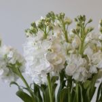 Double Stock White (Bulk DIY)