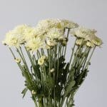 Chrysanthemum Polaris (Bulk DIY)