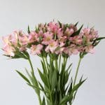Alstroemeria Perfection Dubai Pink (Bulk DIY)