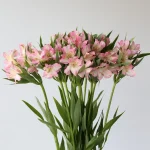 Alstroemeria Perfection Dubai Pink (Bulk DIY)