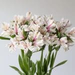 Alstroemeria Perfection Himalaya White (Bulk DIY)
