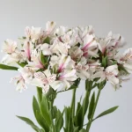 Alstroemeria Perfection Himalaya White (Bulk DIY)