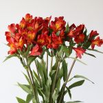 Alstroemeria Perfection Hot Pepper Orange