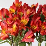 Alstroemeria Perfection Hot Pepper Orange