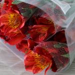 Alstroemeria Perfection Hot Pepper Orange