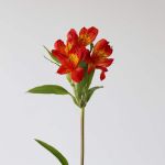 Alstroemeria Perfection Hot Pepper Orange