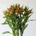 Alstroemeria Jaffa Orange