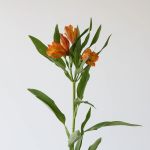 Alstroemeria Jaffa Orange