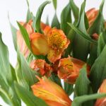 Alstroemeria Jaffa Orange