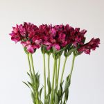 Alstroemeria Napoli Purple