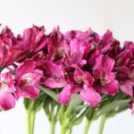 Alstroemeria Napoli Purple