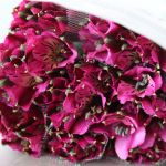 Alstroemeria Napoli Purple
