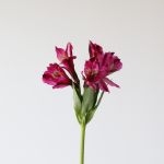 Alstroemeria Napoli Purple