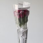 Alstroemeria Napoli Purple