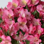 Alstroemeria Nora Hot Pink