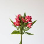 Alstroemeria Nora Hot Pink