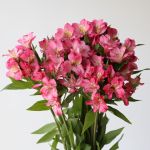 Alstroemeria Nora Hot Pink