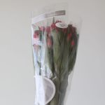Alstroemeria Nora Hot Pink