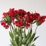 Alstroemeria Perfection Romance Red