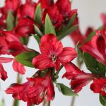 Alstroemeria Red Delight