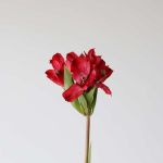 Alstroemeria Red Delight