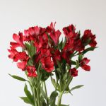 Alstroemeria Perfection Romance Red