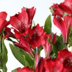 Alstroemeria Perfection Romance Red