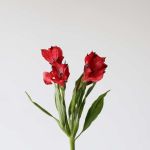 Alstroemeria Perfection Romance Red
