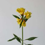 Alstroemeria Sunny Lady Yellow