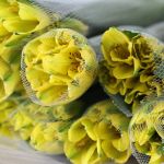 Alstroemeria Sunny Lady Yellow