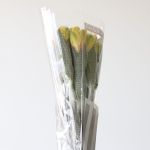 Alstroemeria Sunny Lady Yellow