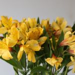 Alstroemeria Perfection Voyager Yellow