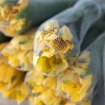 Alstroemeria Perfection Voyager Yellow