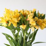 Alstroemeria Perfection Voyager Yellow