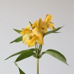Alstroemeria Perfection Voyager Yellow