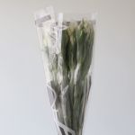 Alstroemeria Whistler White