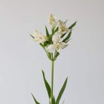 Alstroemeria Whistler White