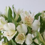 Alstroemeria Whistler White