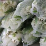 Alstroemeria Whistler White