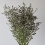Caspia Limonium Misty Blue (Bulk DIY)