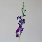 Blue Dendrobium Orchids (Bulk DIY)