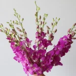 Pink Dendobrium Orchids (Bulk DIY)