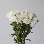 Chrysanthemum Artic Queen (Bulk DIY)