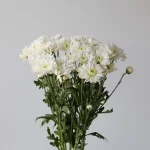 Chrysanthemum Artic Queen (Bulk DIY)