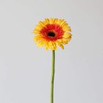 Gerbera Candy Corn (Bulk DIY)