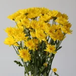 Chrysanthemum Cushion Showwinner (Bulk DIY)