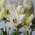 White LA Asiatic Lily (Bulk DIY)